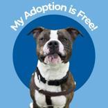 Kong, a ADOPTABLE mixed breed in Hilliard, OH image 1/5