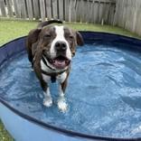 Kong, a ADOPTABLE mixed breed in Hilliard, OH image 3/5