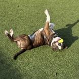 Kong, a ADOPTABLE mixed breed in Hilliard, OH image 4/5