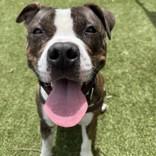 Enlarge Kong, a ADOPTABLE mixed breed in Hilliard, OH image 1/1