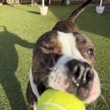 Kong, a ADOPTABLE mixed breed in Hilliard, OH image 5/5