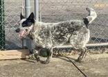 Enlarge Rover, a ADOPTABLE Australian Cattle Dog / Blue Heeler in Glasgow, KY image 2/2