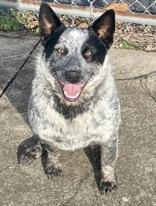 Enlarge Rover, a ADOPTABLE Australian Cattle Dog / Blue Heeler in Glasgow, KY image 1/2