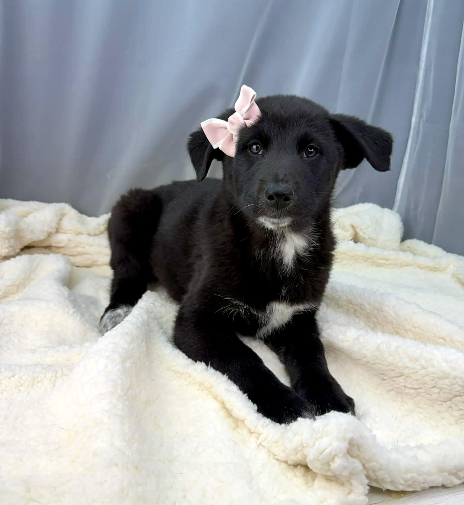 Enlarge Twiggy, a Adoptable mixed breed in Hartford, CT image 5/5