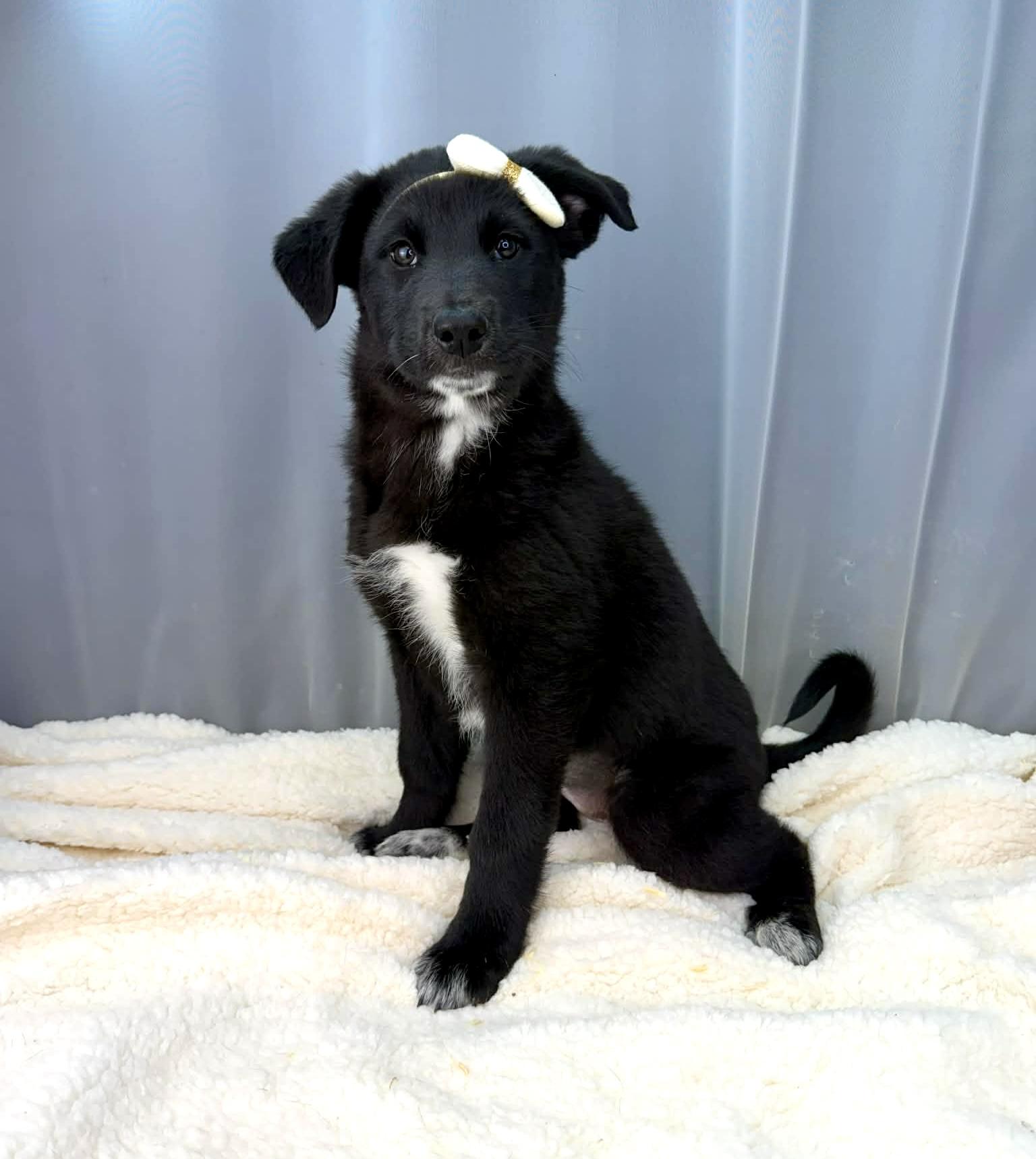 Enlarge Twiggy, a Adoptable mixed breed in Hartford, CT image 2/5