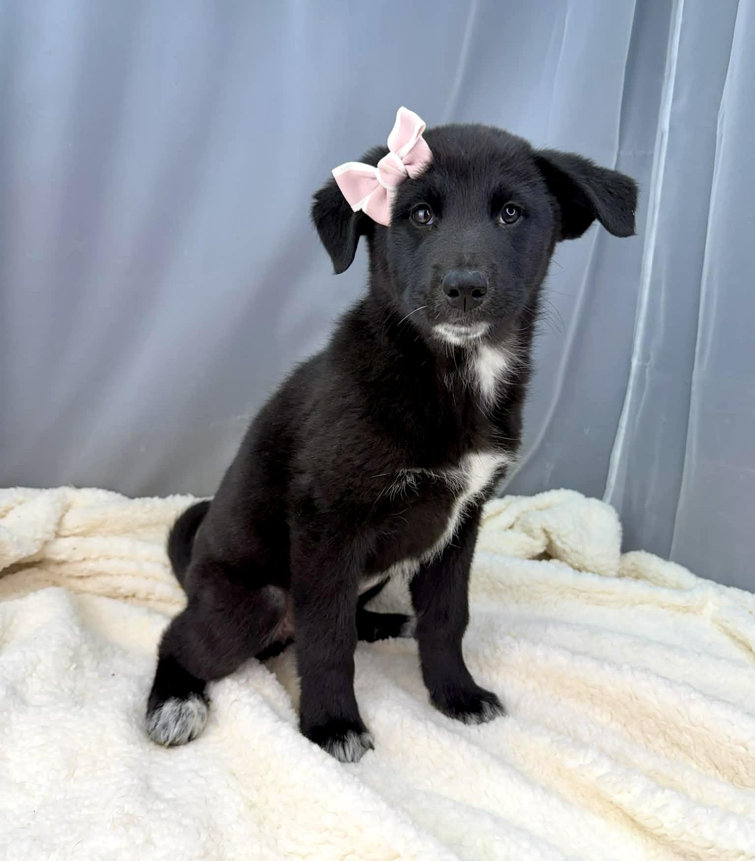 Enlarge Twiggy, a Adoptable mixed breed in Hartford, CT image 4/5