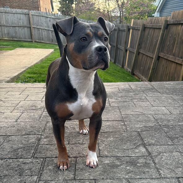 Valhalla, a Adoptable mixed breed in Lexington, KY image 6/6