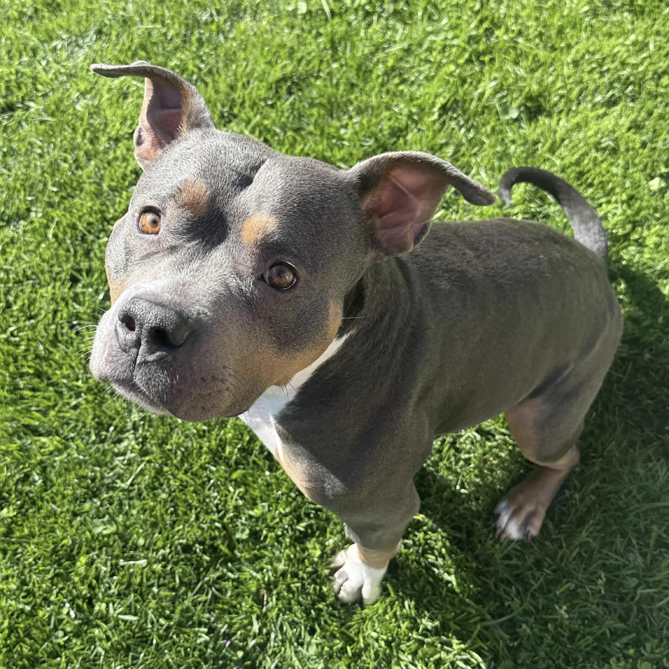 Valhalla, a Adoptable mixed breed in Lexington, KY image 4/6