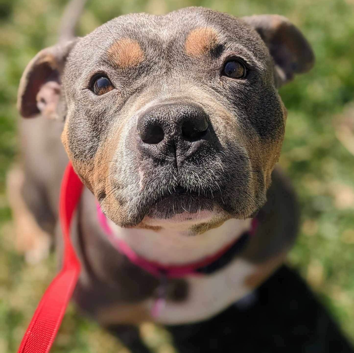 Valhalla, a Adoptable mixed breed in Lexington, KY image 1/6