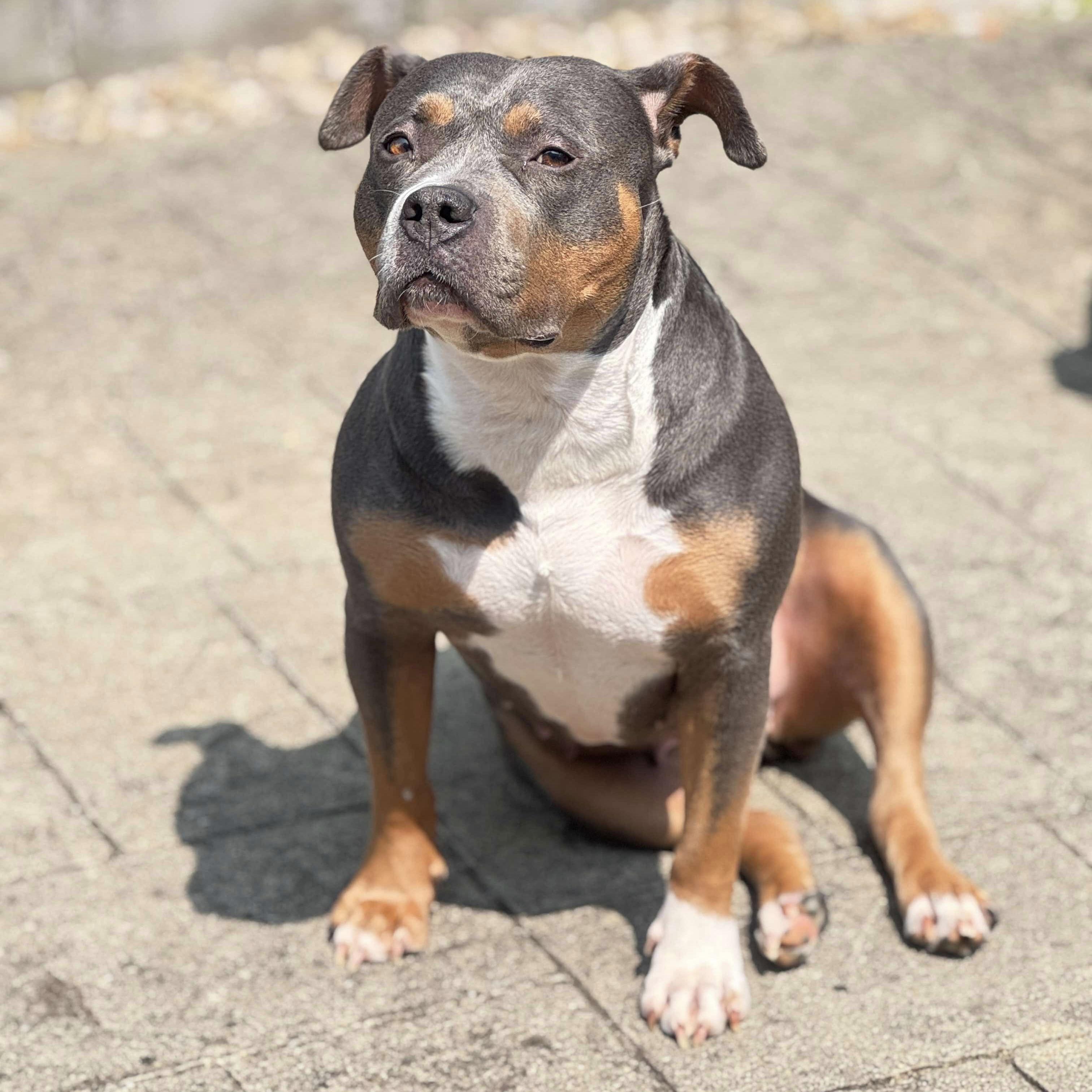 Valhalla, an adoptable American Staffordshire Terrier, Pit Bull Terrier in Lexington, KY, 40515 | Photo Image 2