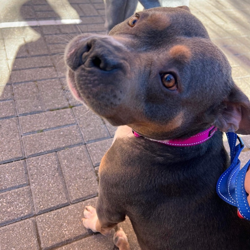 Valhalla, a Adoptable mixed breed in Lexington, KY image 5/6