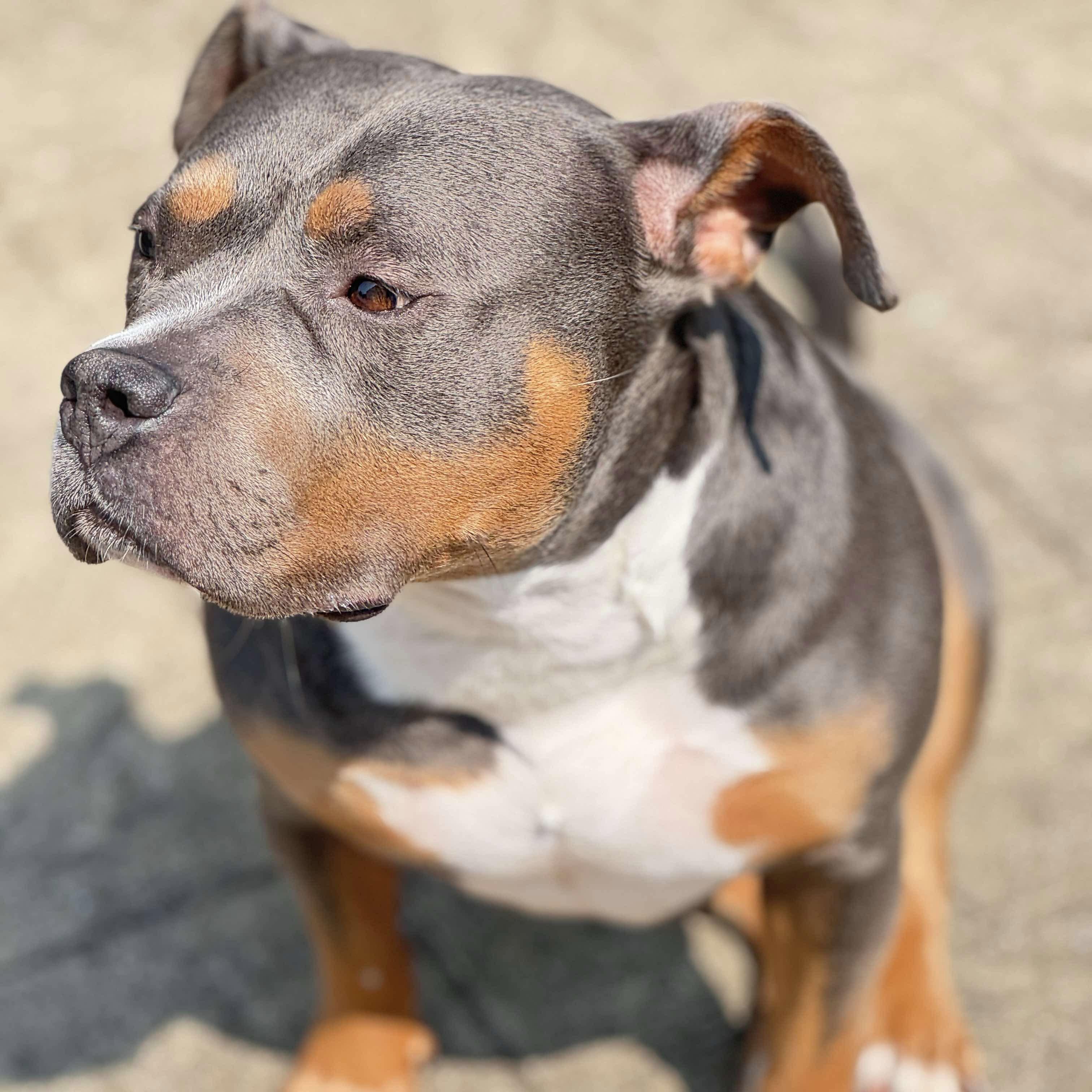 Valhalla, an adoptable American Staffordshire Terrier, Pit Bull Terrier in Lexington, KY, 40515 | Photo Image 3