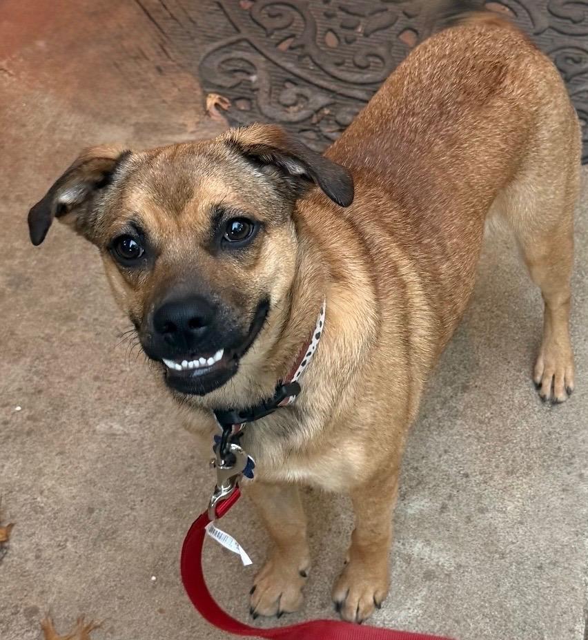 26Sentivo, Adoptable, Adult Female German Shepherd Dog & Pug.