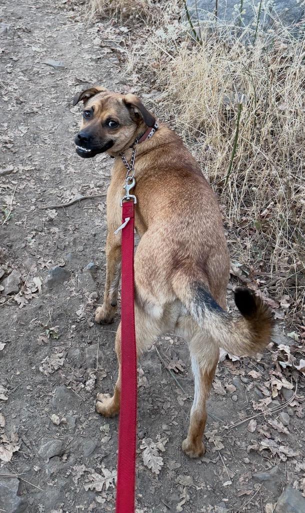 Enlarge 26Sentivo, a Adoptable mixed breed in Shingle Springs, CA image 2/2