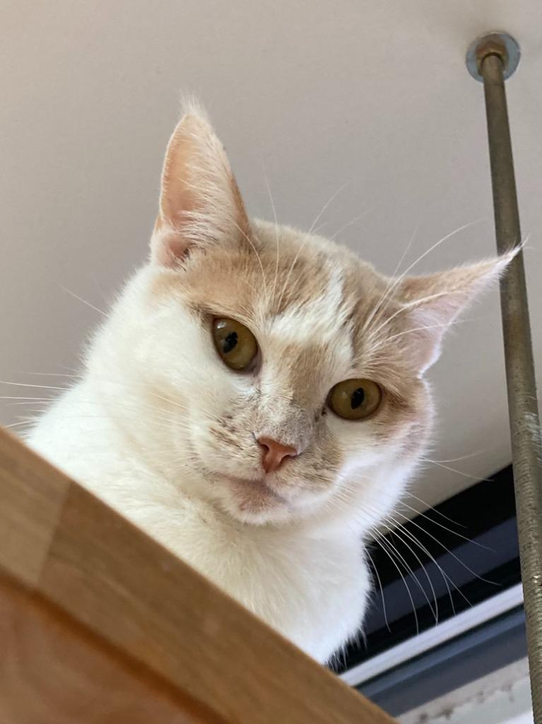 Sugar Cookie, Adoptable, Adult Female Domestic Short Hair.