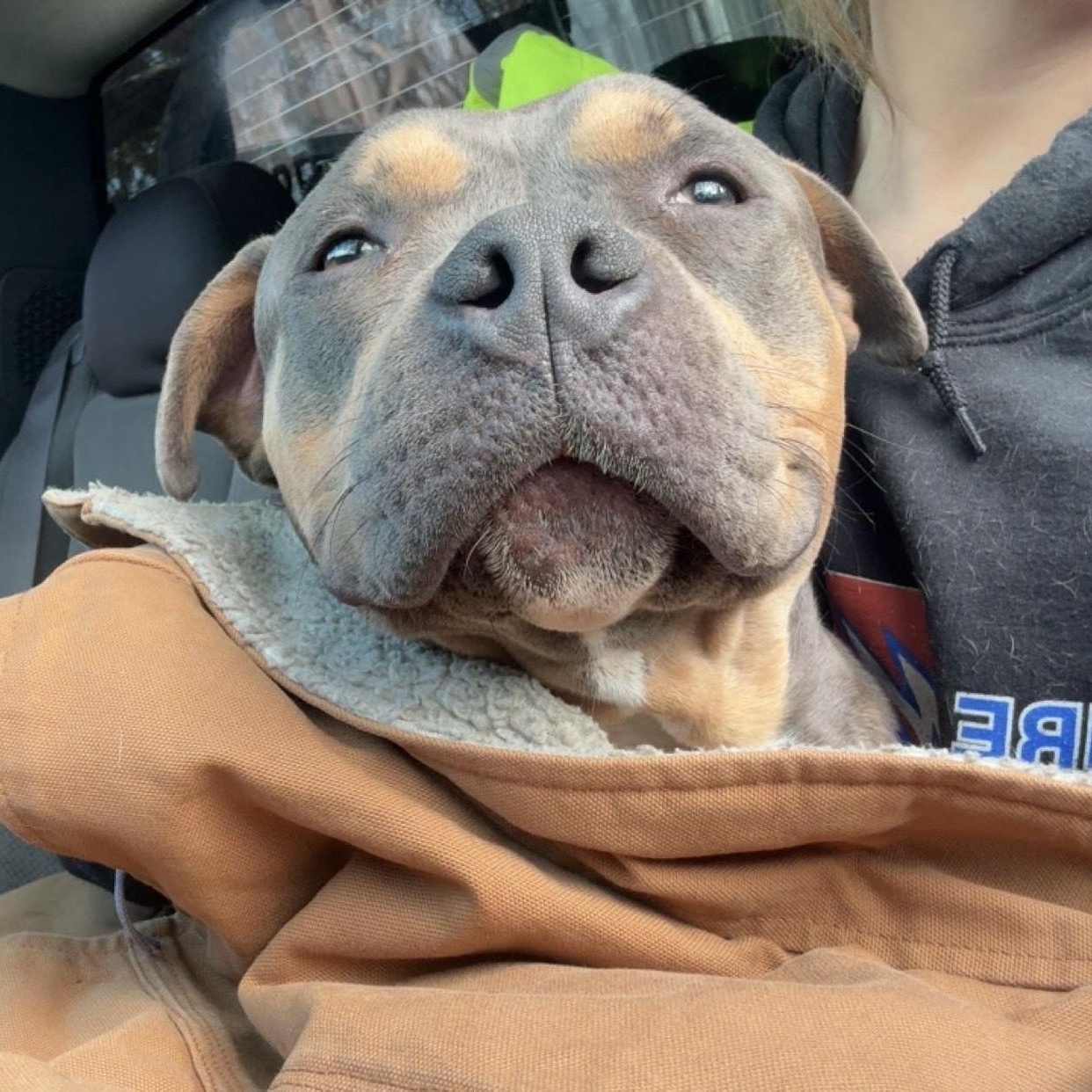 Enlarge Marshal "Mathers" ****Courtesy Post*******, a ADOPTABLE mixed breed in Warren, MI image 1/5