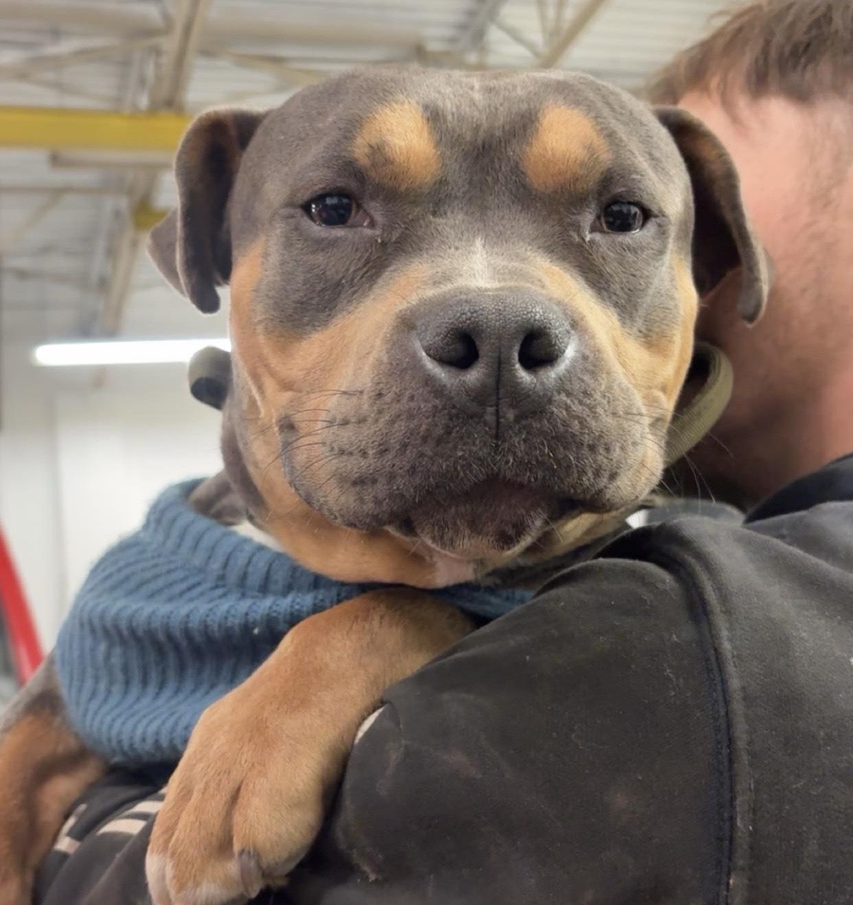 Enlarge Marshal "Mathers" ****Courtesy Post*******, a ADOPTABLE mixed breed in Warren, MI image 5/5