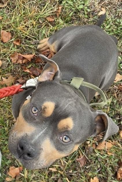 Enlarge Marshal "Mathers" ****Courtesy Post*******, a ADOPTABLE mixed breed in Warren, MI image 4/5