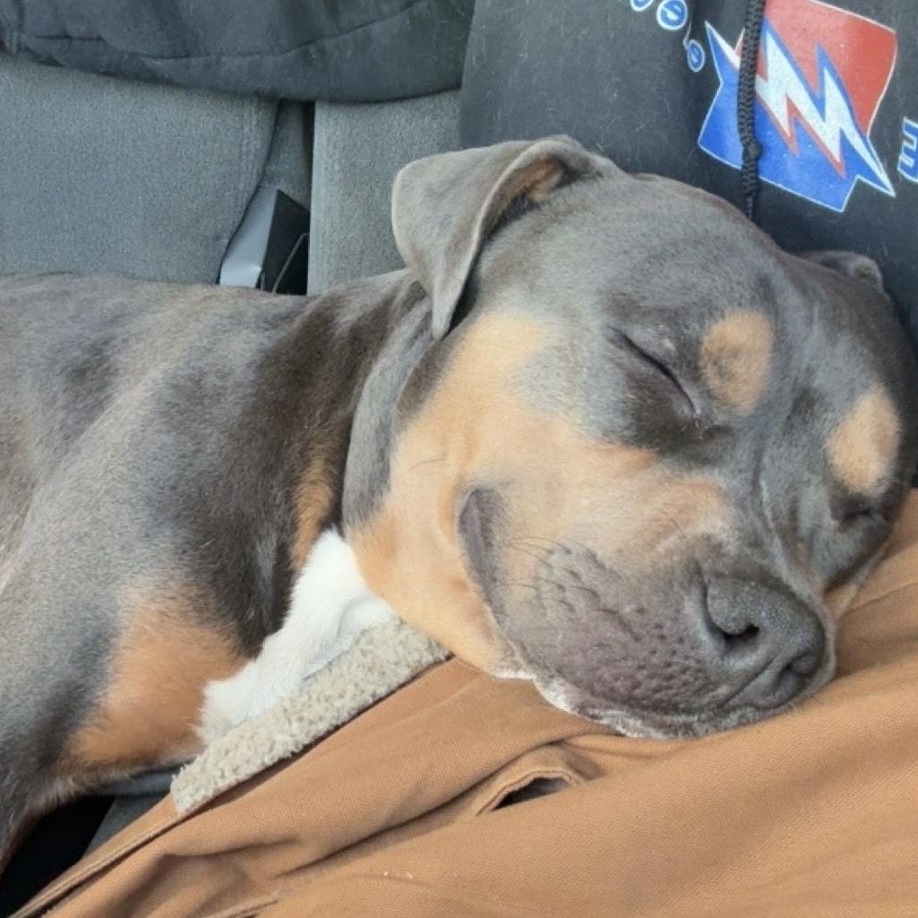 Enlarge Marshal "Mathers" ****Courtesy Post*******, a ADOPTABLE mixed breed in Warren, MI image 2/5