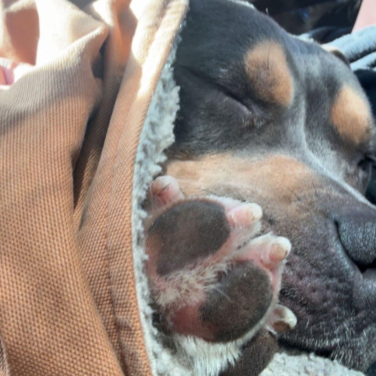 Enlarge Marshal "Mathers" ****Courtesy Post*******, a ADOPTABLE mixed breed in Warren, MI image 3/5