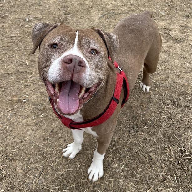 Chapo — thumbnail 2