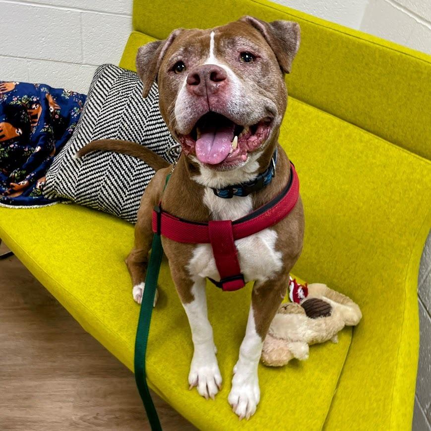 Chapo — thumbnail 4