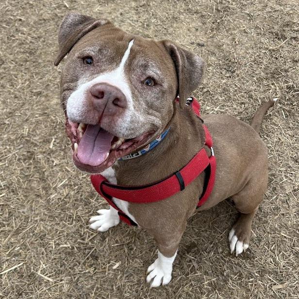 Chapo — thumbnail 5