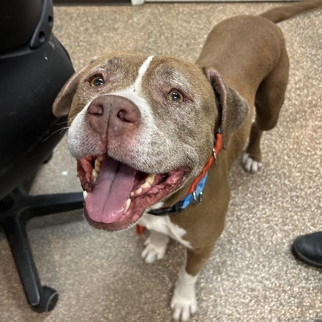 Chapo — thumbnail 6