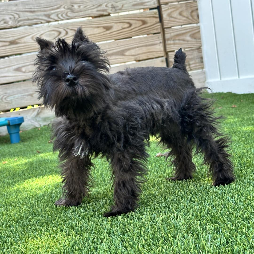 Enlarge Pippa, a Adopted Miniature Schnauzer in Berlin, NJ image 1/1