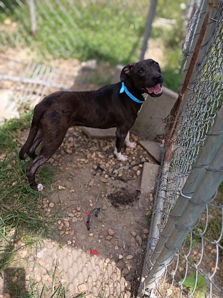 Halo, Adoptable, Young Female Staffordshire Bull Terrier & American Staffordshire Terrier.
