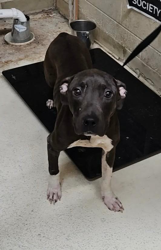 Enlarge Halo, a Adoptable mixed breed in Albany, GA image 2/6