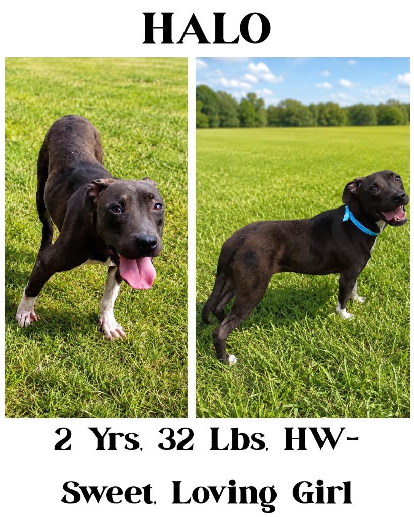 Enlarge Halo, a Adoptable mixed breed in Albany, GA image 3/6