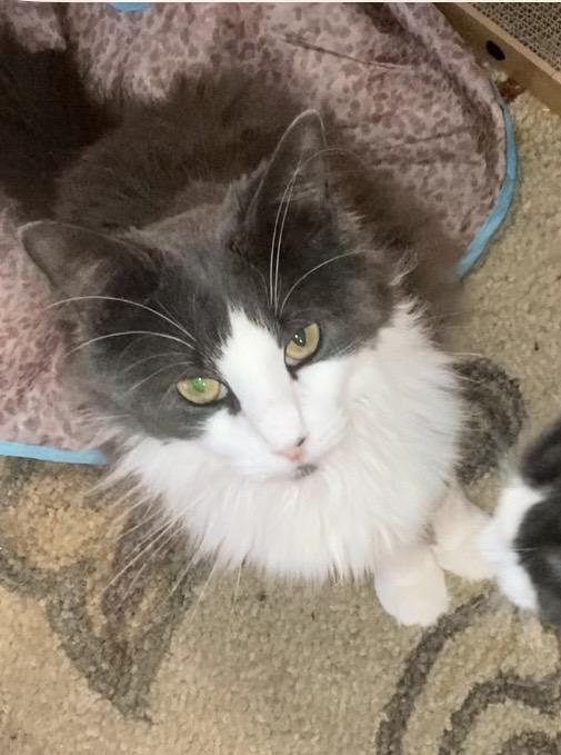 Enlarge Brando & Madison, a Adoptable mixed breed in Stamford, CT image 1/5