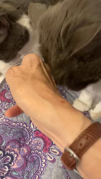 Enlarge Brando & Madison, a Adoptable mixed breed in Stamford, CT video 2/5