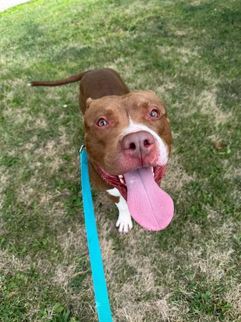 MEECHY, Adoptable, Adult Male Pit Bull Terrier.
