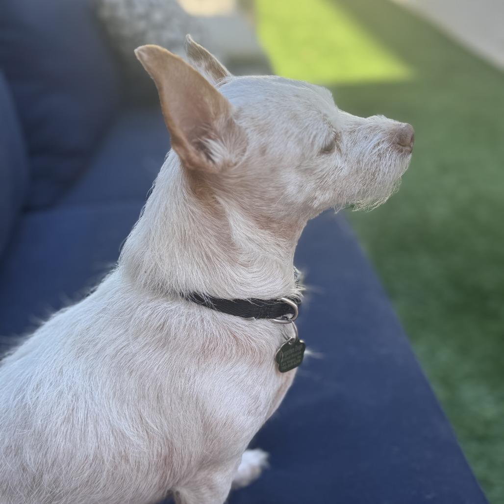 Cassie, Adoptable, Adult Female Terrier & Chihuahua.