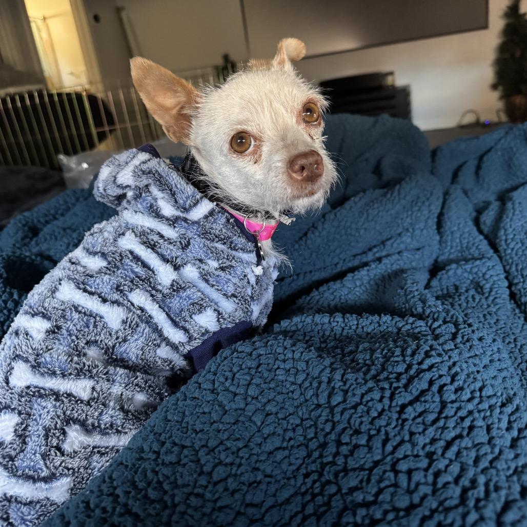 Cassie, Adoptable, Adult Female Terrier & Chihuahua.