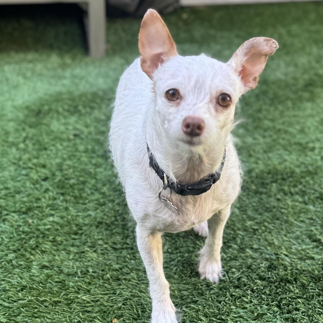 Enlarge Cassie, a Adoptable mixed breed in Las Vegas, NV image 2/5