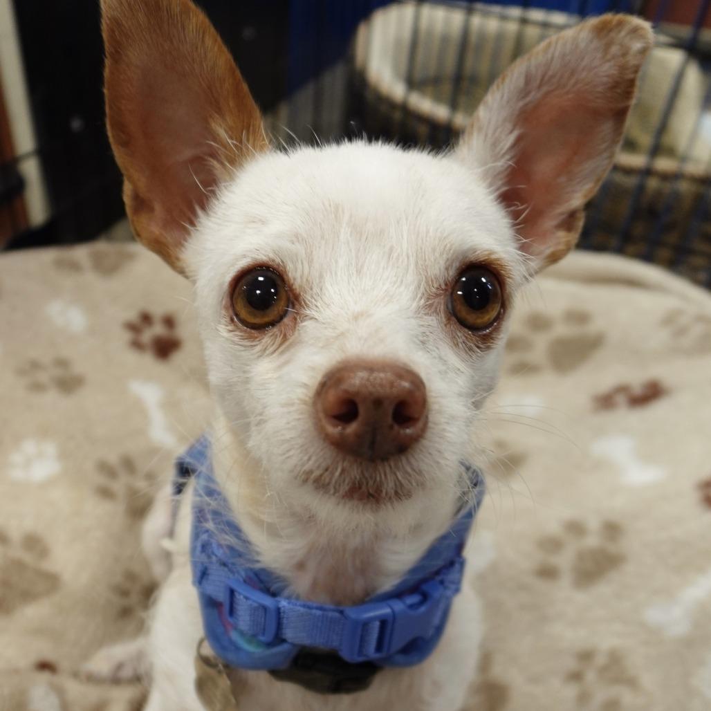 Enlarge Cassie, a Adoptable mixed breed in Las Vegas, NV image 2/4