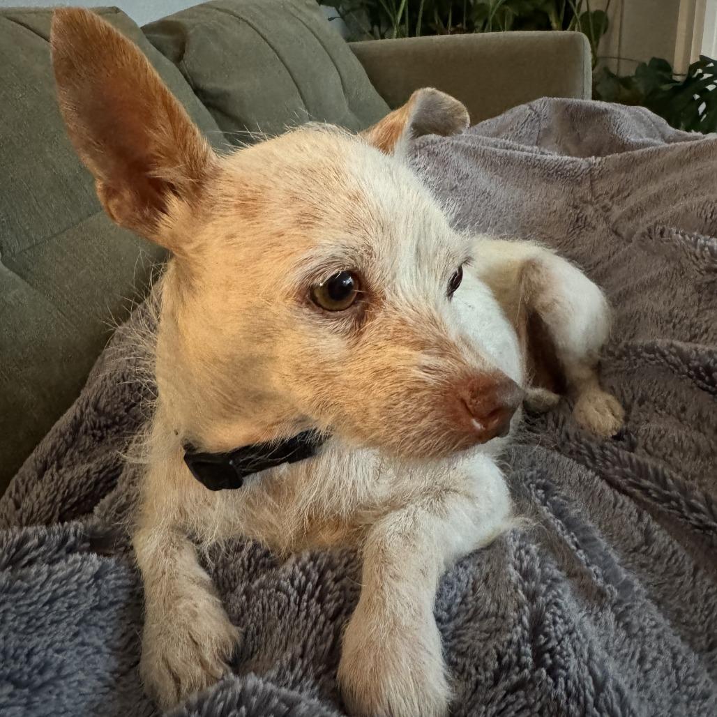 Enlarge Cassie, a Adoptable mixed breed in Las Vegas, NV image 3/4