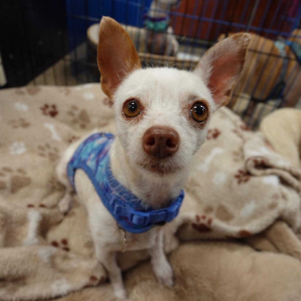 Enlarge Cassie, a Adoptable mixed breed in Las Vegas, NV image 4/4