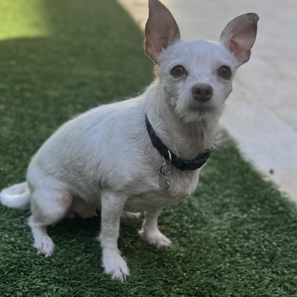 Enlarge Cassie, a Adoptable mixed breed in Las Vegas, NV image 5/5