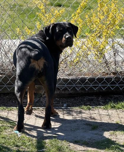 Enlarge Barley, a ADOPTABLE Rottweiler in Hamilton, MT image 4/6