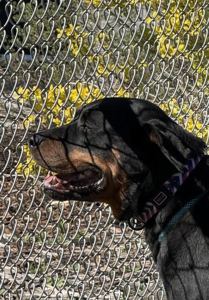 Enlarge Barley, a ADOPTABLE Rottweiler in Hamilton, MT image 6/6