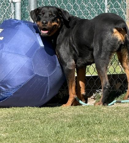 Enlarge Barley, a ADOPTABLE Rottweiler in Hamilton, MT image 2/6