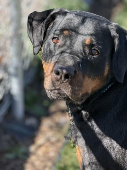 Enlarge Barley, a ADOPTABLE Rottweiler in Hamilton, MT image 5/6