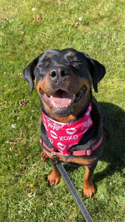 Barley, ADOPTABLE, Adult Female Rottweiler.
