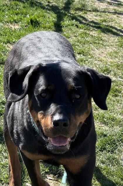 Enlarge Barley, a ADOPTABLE Rottweiler in Hamilton, MT image 3/6