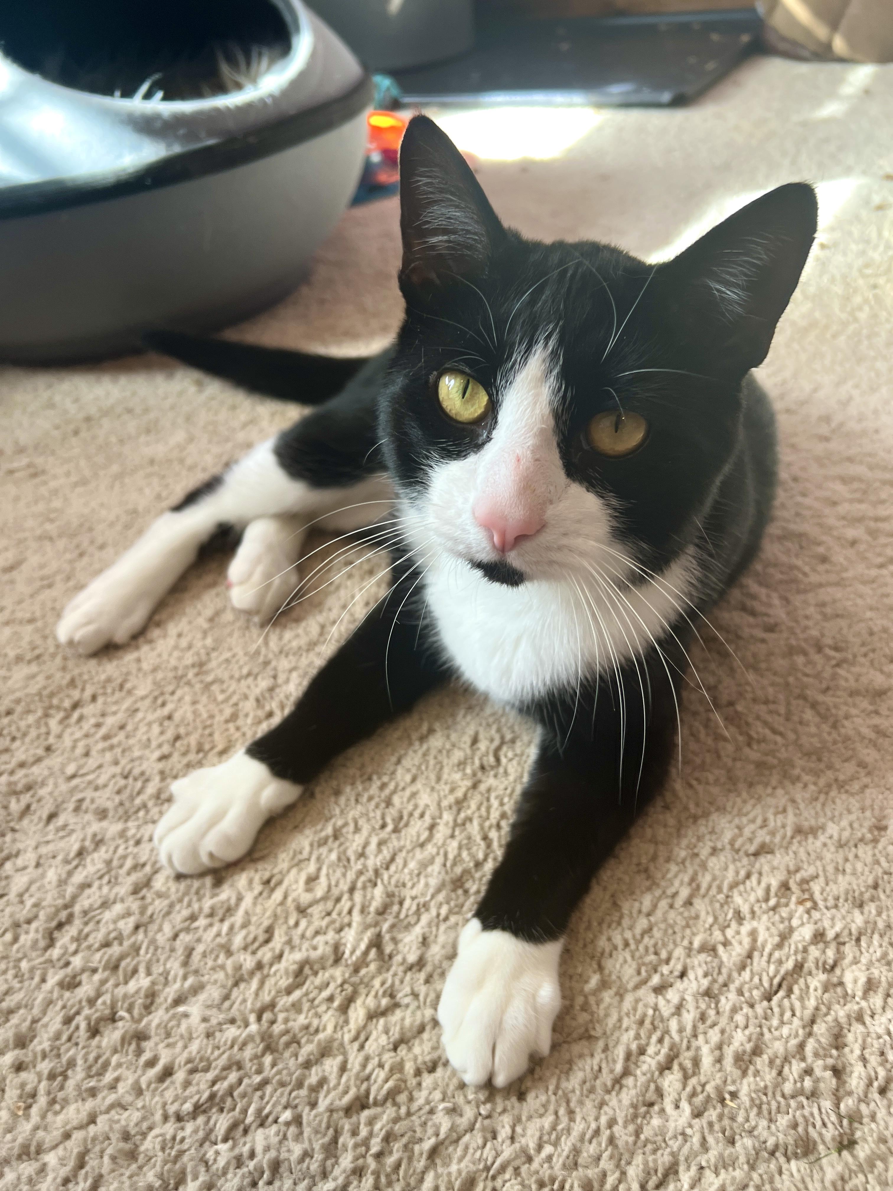 Jack & Magic, a Adoptable Domestic Short Hair in Andover, CT image 1/6