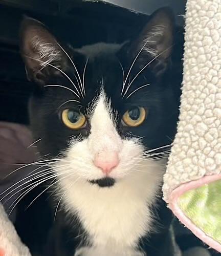 Jack & Magic, a Adoptable Domestic Short Hair in Andover, CT image 5/6